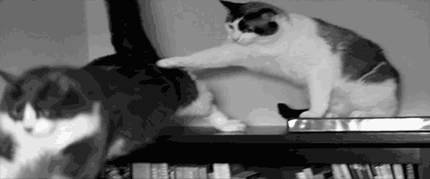 Awesome Cat Gifs to Raise Your Mood