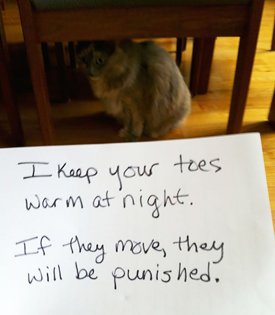 cat-shaming-13__605