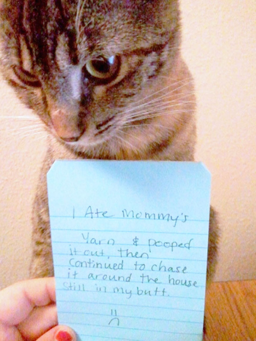 cat-shaming-21__605