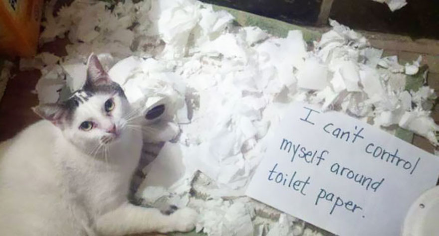 cat-shaming-50__605
